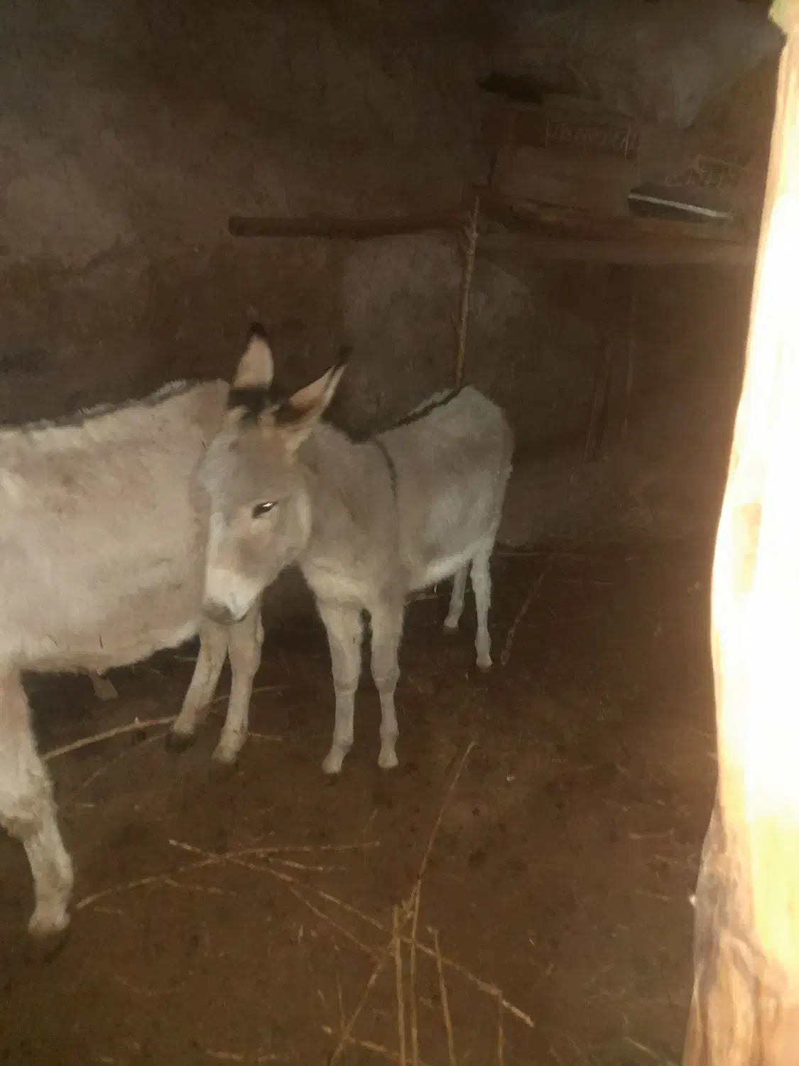 ماده خر یک و نیم ساله|حیوانات مزرعه|مشهد, کارده|دیوار