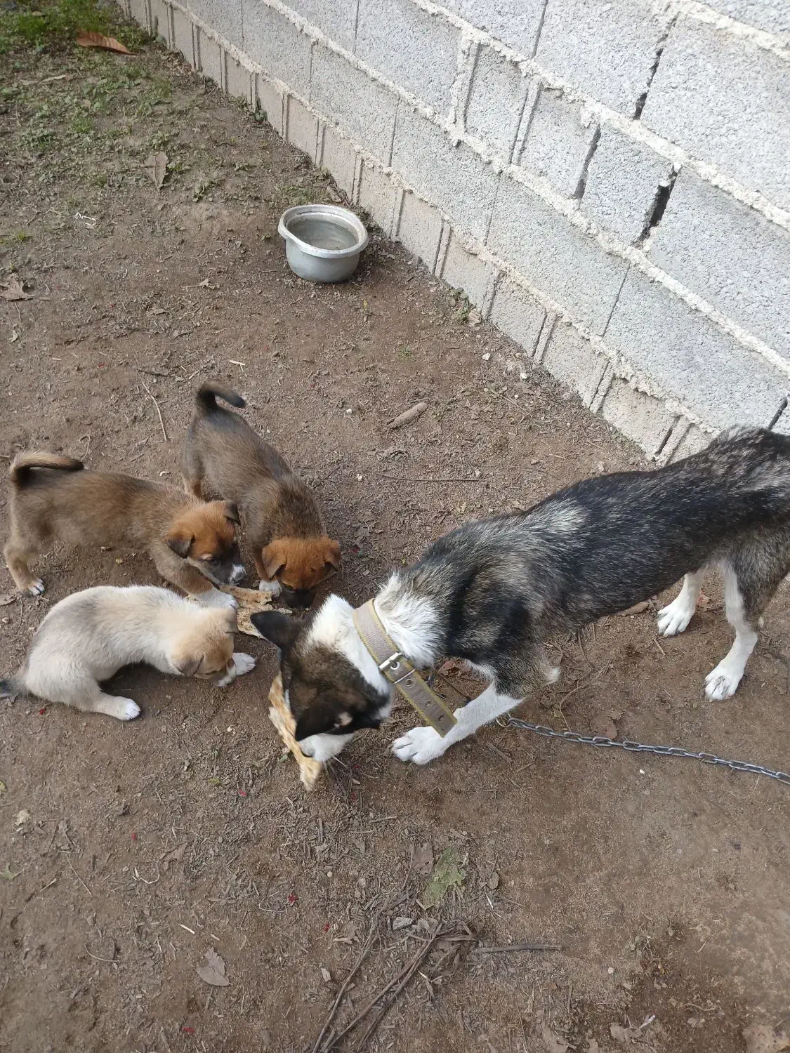 فروش سگ هاسکی ویک صوله|سگ|آستانه اشرفیه, |دیوار