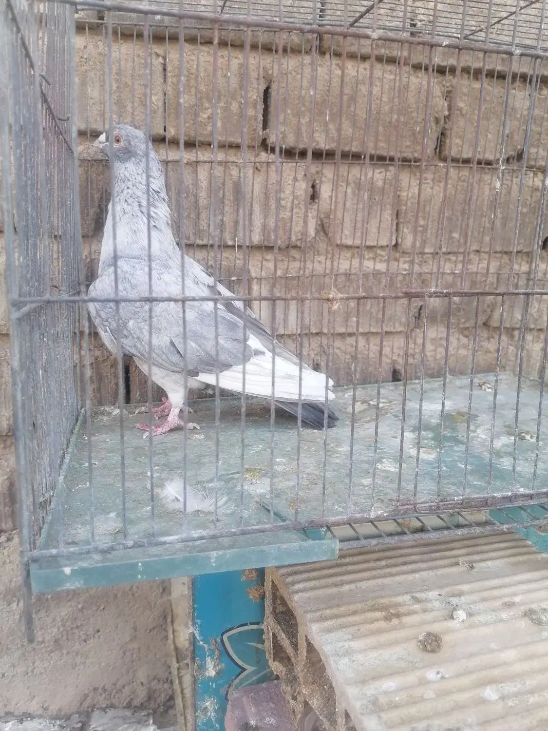 کفتر برکتی|پرنده|شیراز, حجت آباد|دیوار