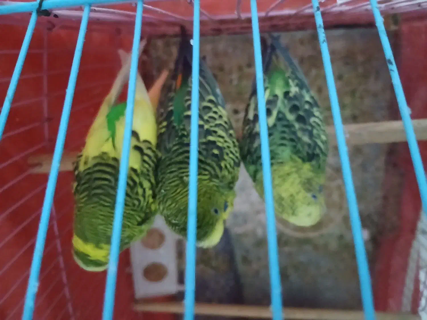 مرغ عشق در بندر ماهشهر|پرنده|بندر ماهشهر, |دیوار