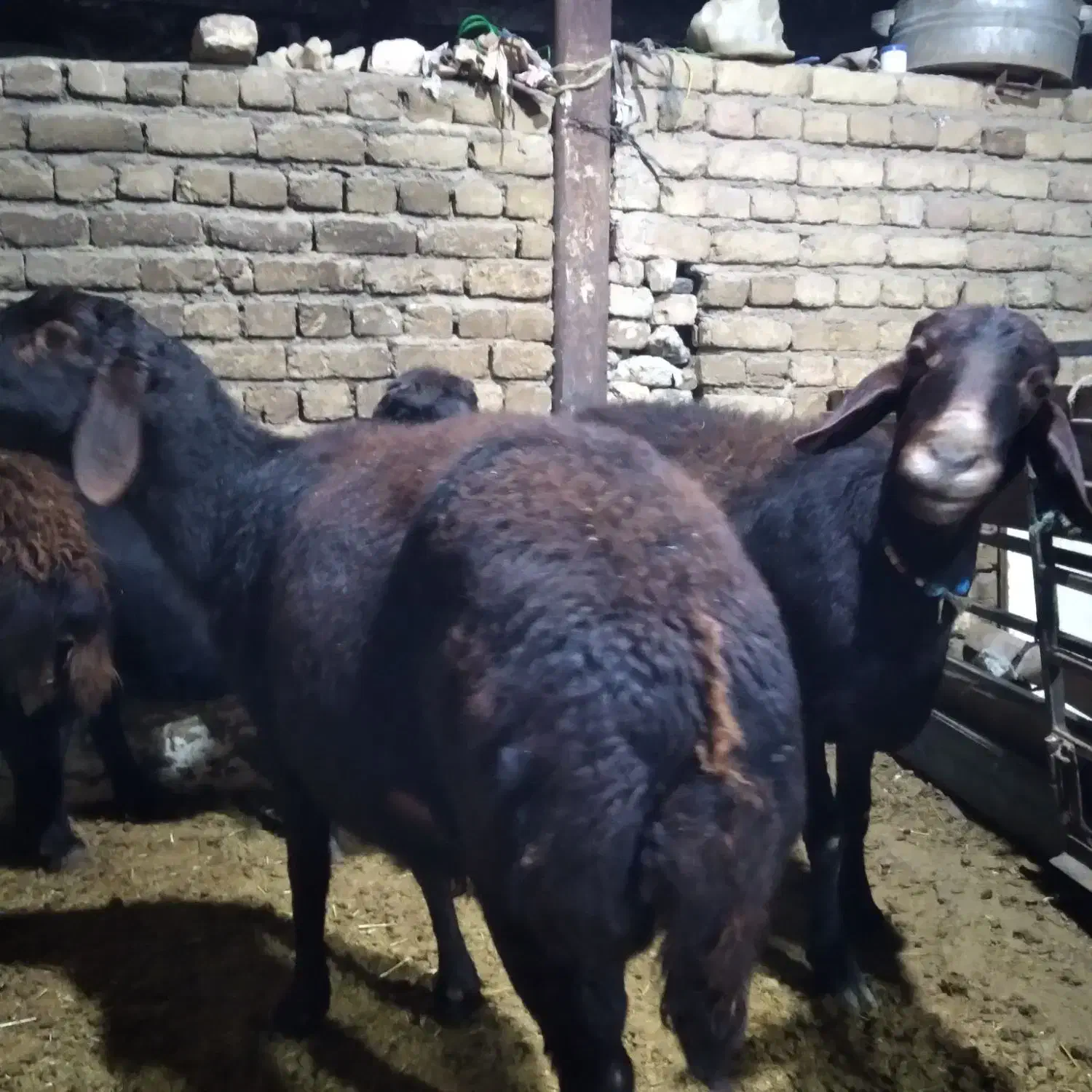 ۴ راس میش ابستن قره قزل|حیوانات مزرعه|بروجرد, |دیوار