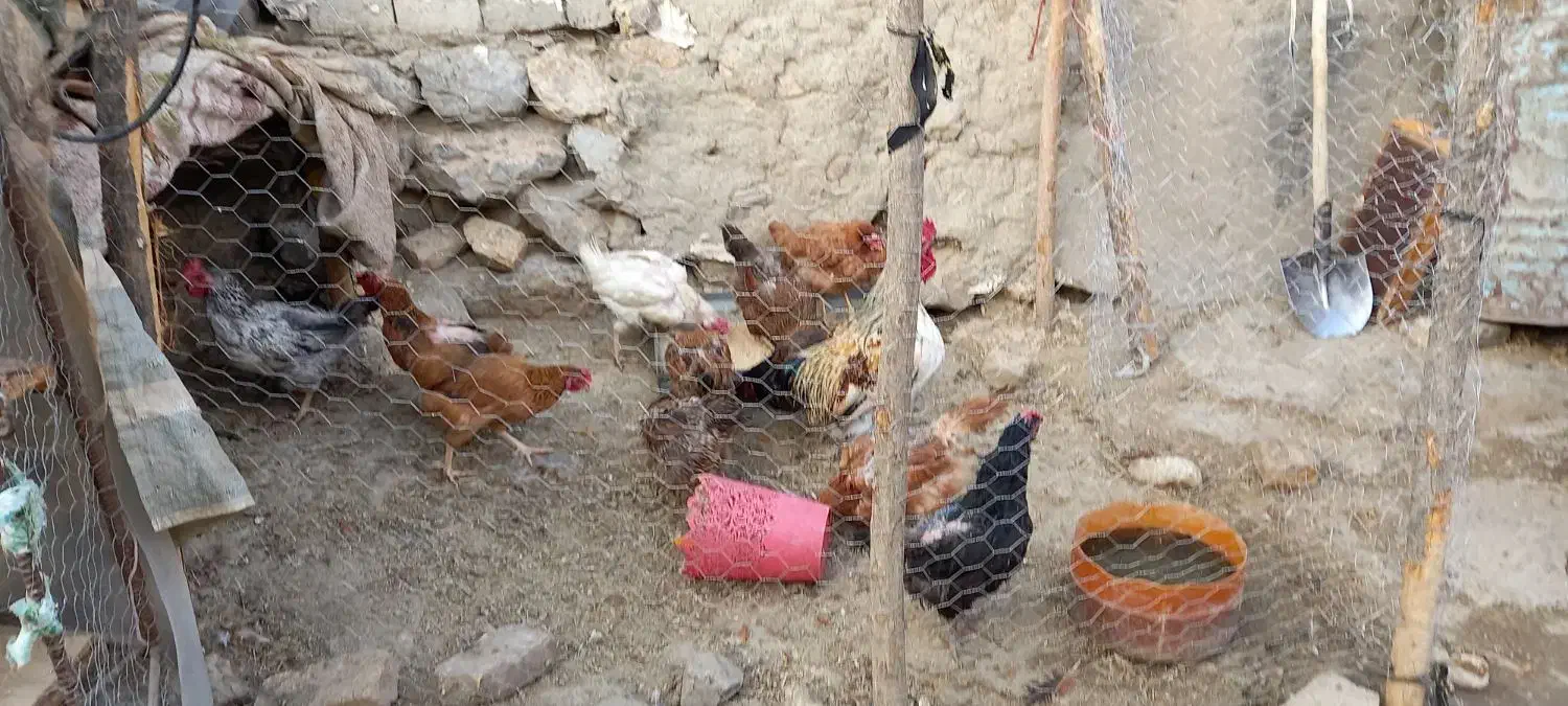 مرغ و خروس محلی|حیوانات مزرعه|صحنه, |دیوار