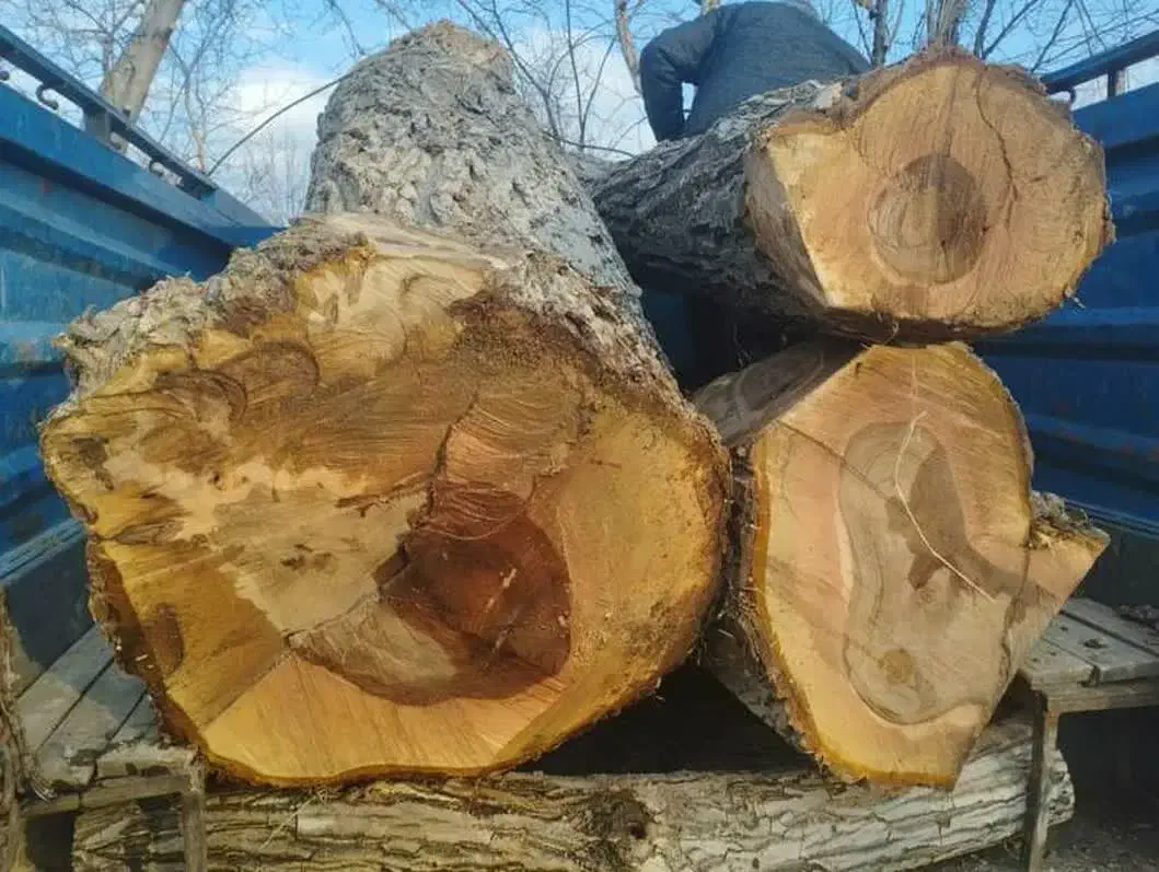 خرید و بورش انواع چوب|خدمات باغبانی و درختکاری|مبارکه, |دیوار