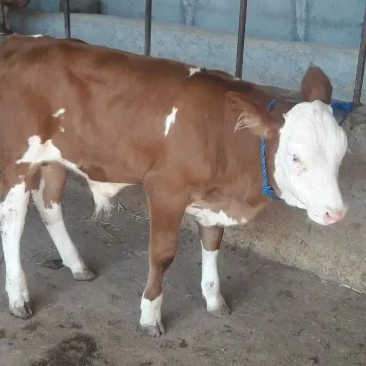 سیمیتال درجع یک|حیوانات مزرعه|کهریزک, |دیوار