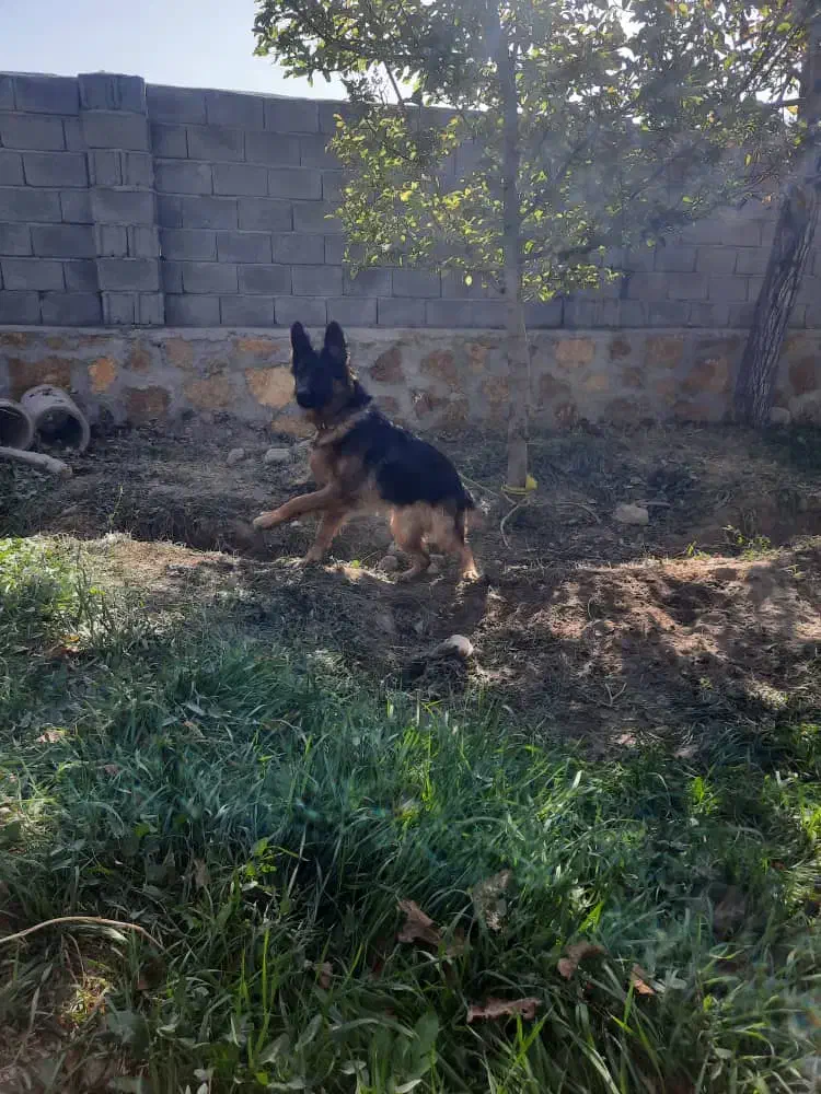 ژرمن شپرد|سگ|صوفیان, |دیوار