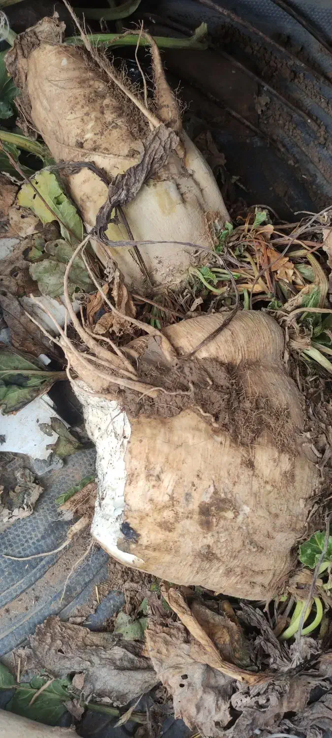 چغندر|خوردنی و آشامیدنی|قره قوین, |دیوار