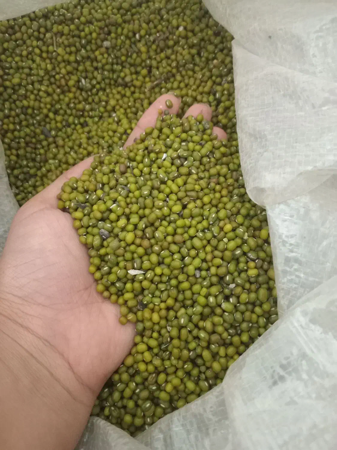 ماش امساله درجه یک درشت|خوردنی و آشامیدنی|خان ببین, |دیوار