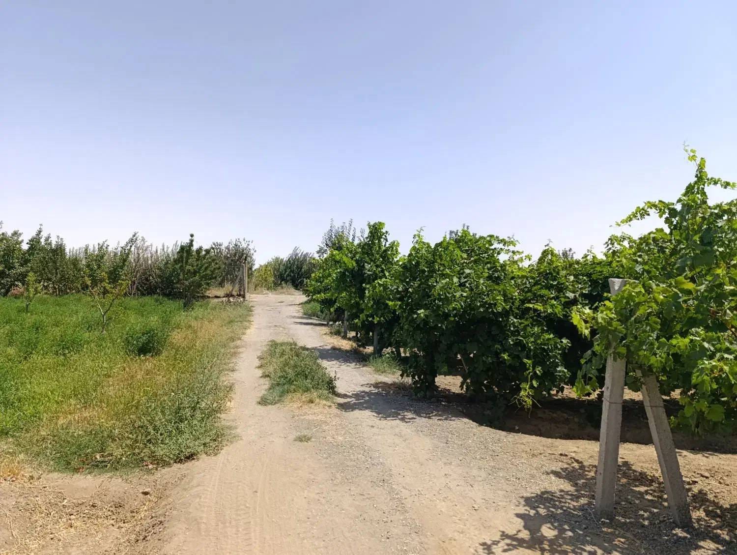 باغ و باغچه روستای حصار حاجیلار ( کشتیبان)|فروش خانه و ویلا|ارومیه, |دیوار