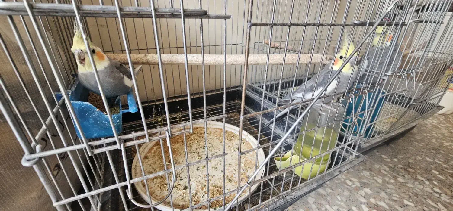 عروس هلندی نر و ماده|پرنده|فلاورجان, |دیوار