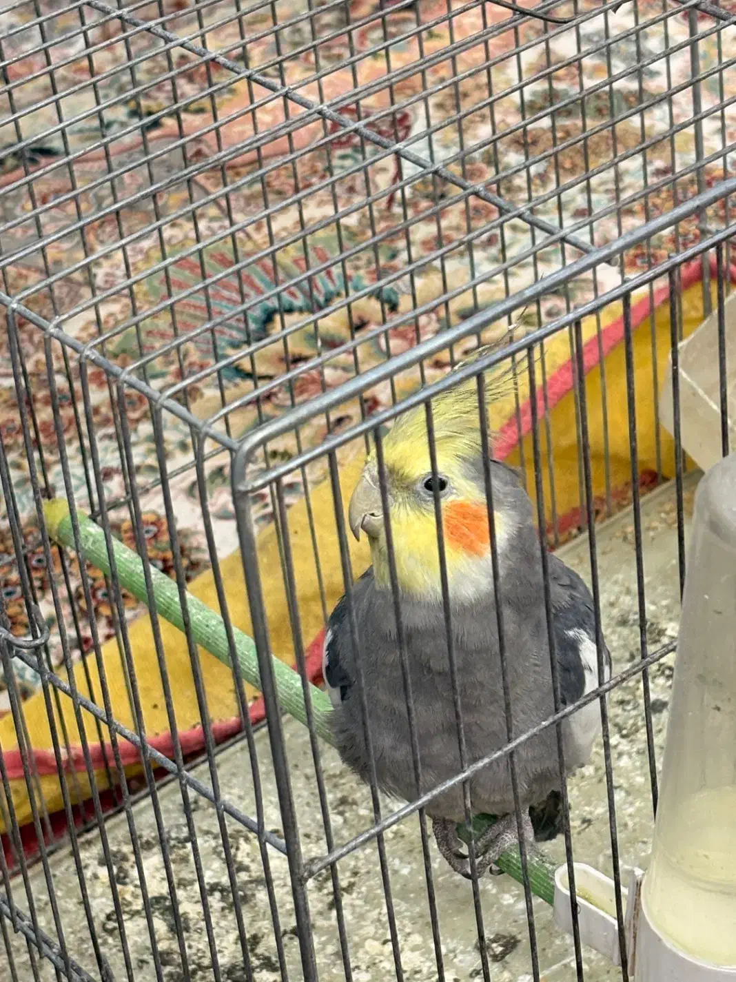 عروس هلندی نر|پرنده|اصفهان, امامزاده اسماعیل|دیوار