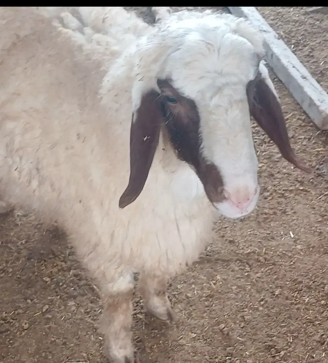 بره قوچ و کاور ورن سنجابی|حیوانات مزرعه|کوزران, |دیوار