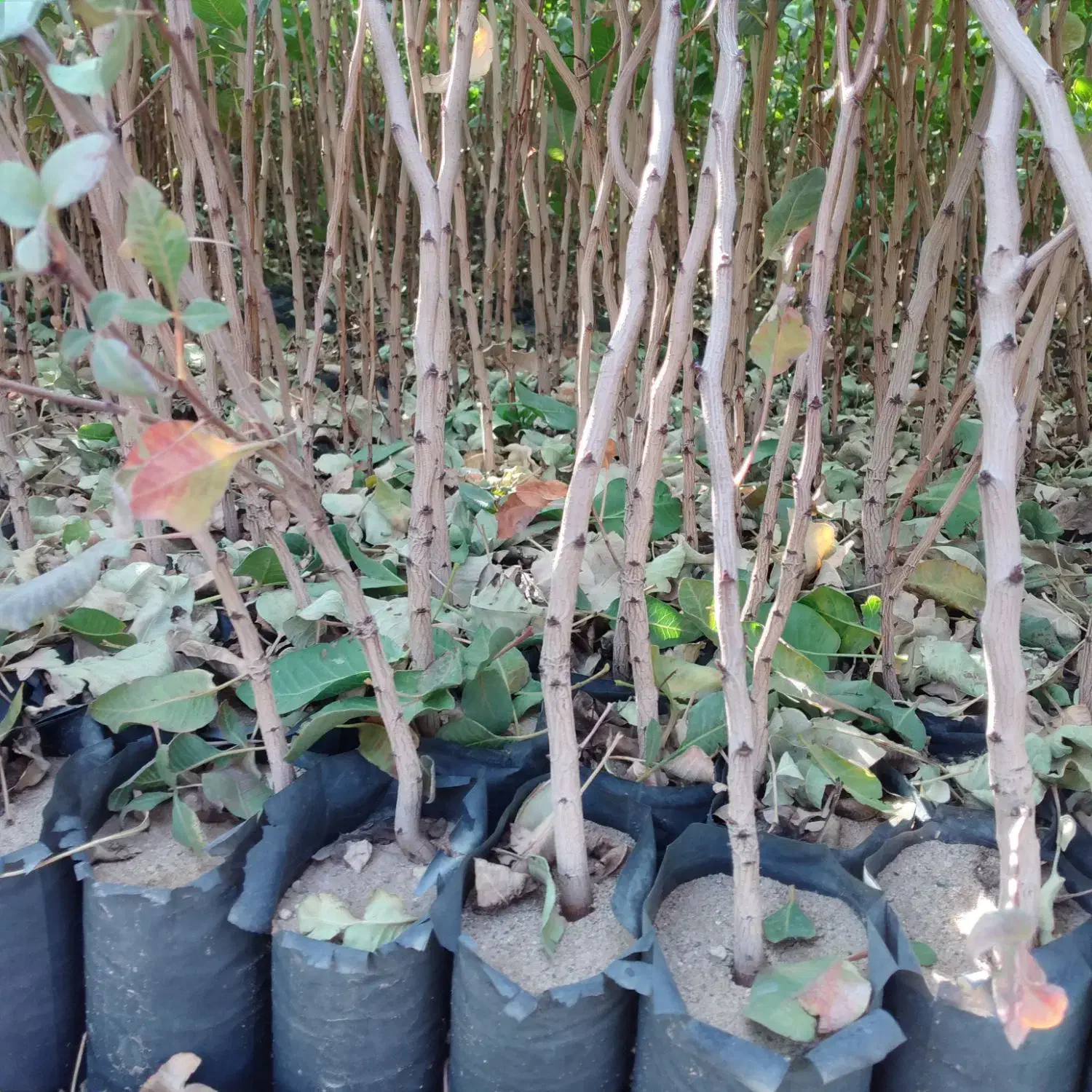 نهال پسته گلدانی،|خدمات باغبانی و درختکاری|طبس, |دیوار