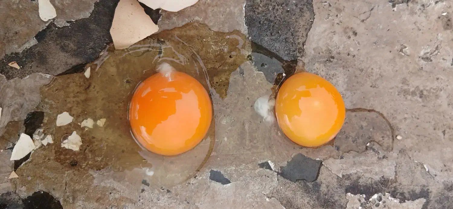 تخم مرغ محلی و رسمی تازه‌و درشت|خوردنی و آشامیدنی|همدان, |دیوار