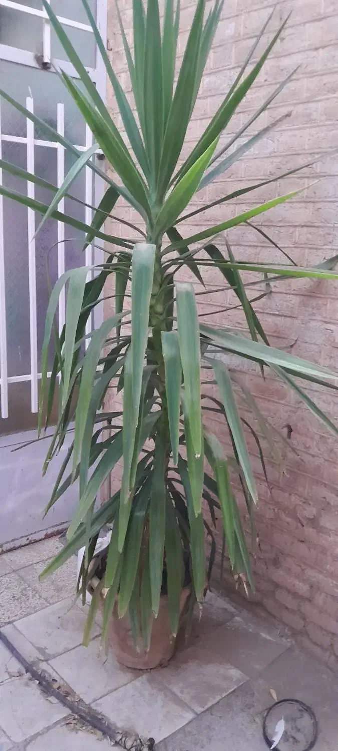 درخچه یوکا سالم وکاکسیونی|گل و گیاه طبیعی|نیشابور, شهرک فیروزه|دیوار