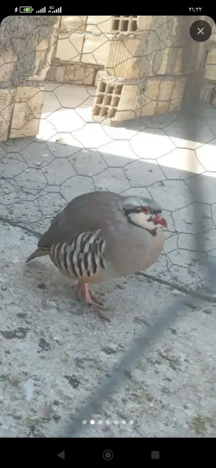 بلدرچین|حیوانات مزرعه|خاش, |دیوار