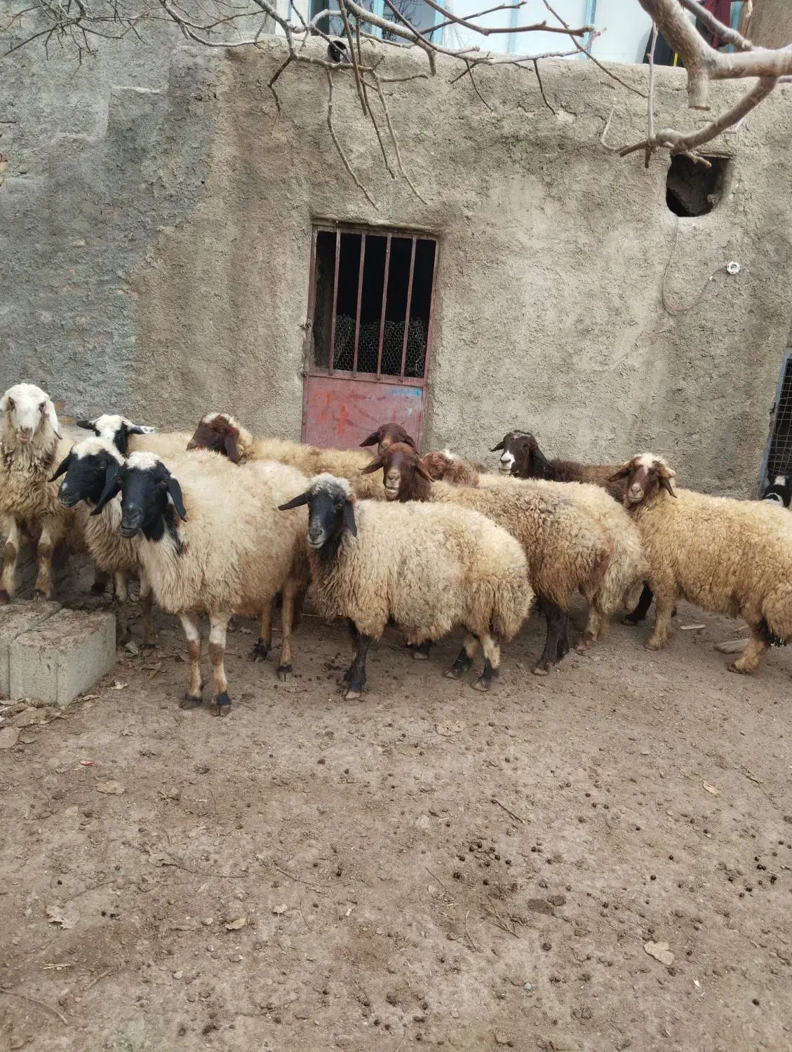 میش سنجابی|حیوانات مزرعه|زنده رود, |دیوار