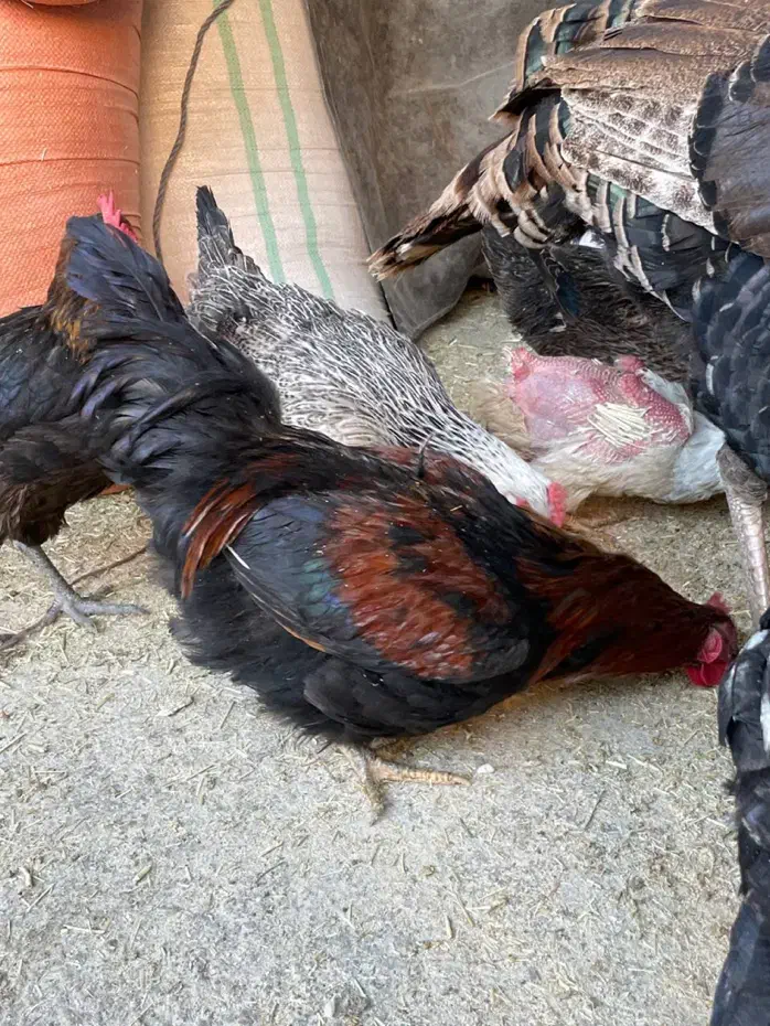 بوقلمون وخروس|حیوانات مزرعه|گرمسار, |دیوار