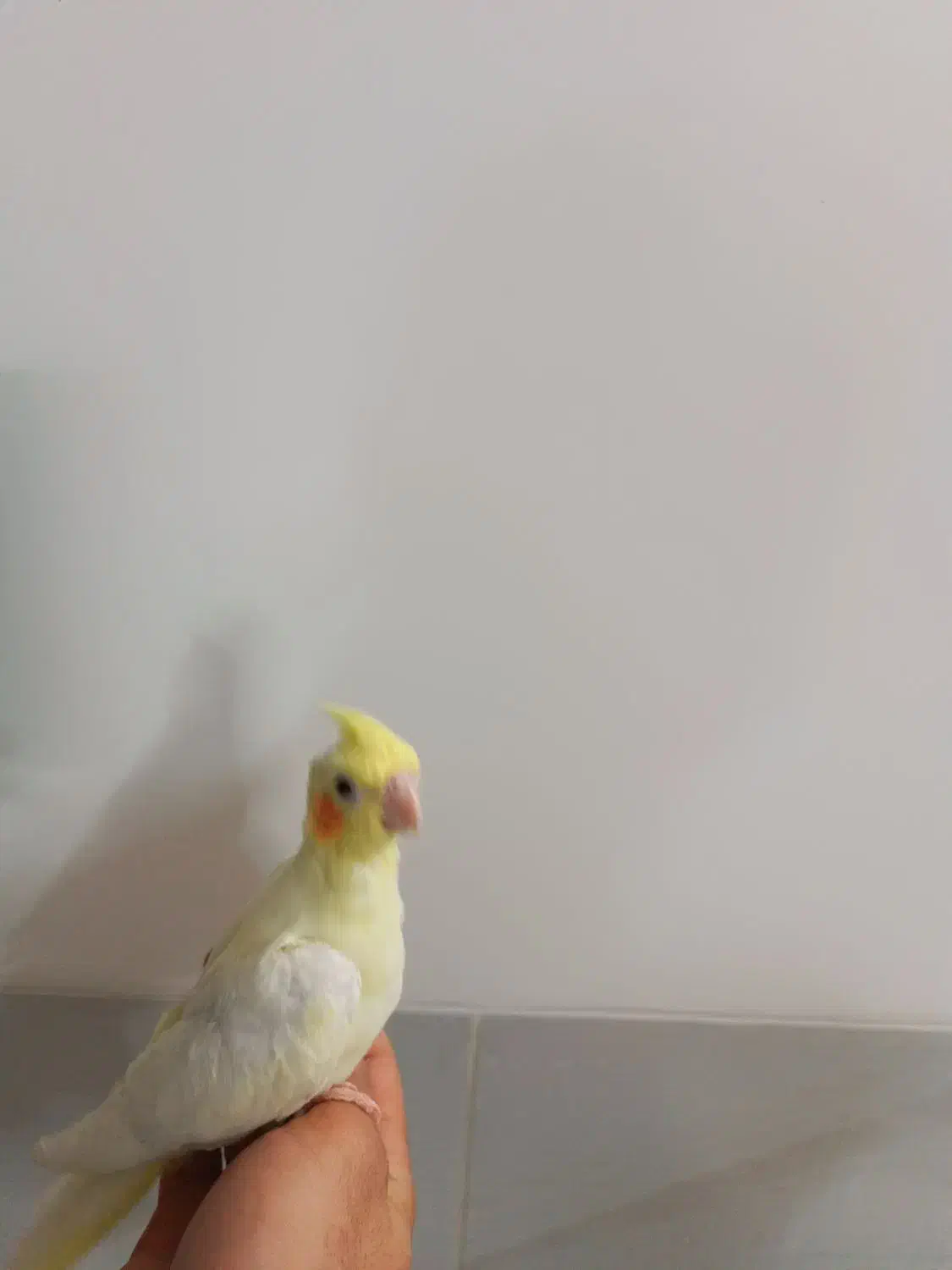 عروس هلندی زعفرونی|پرنده|یزد, |دیوار