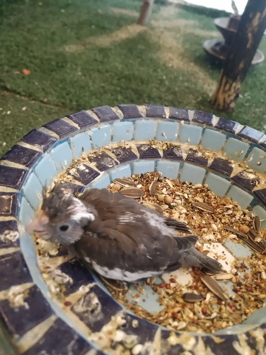 جوجه عروس هلندی سرلاکی|پرنده|قشم, |دیوار