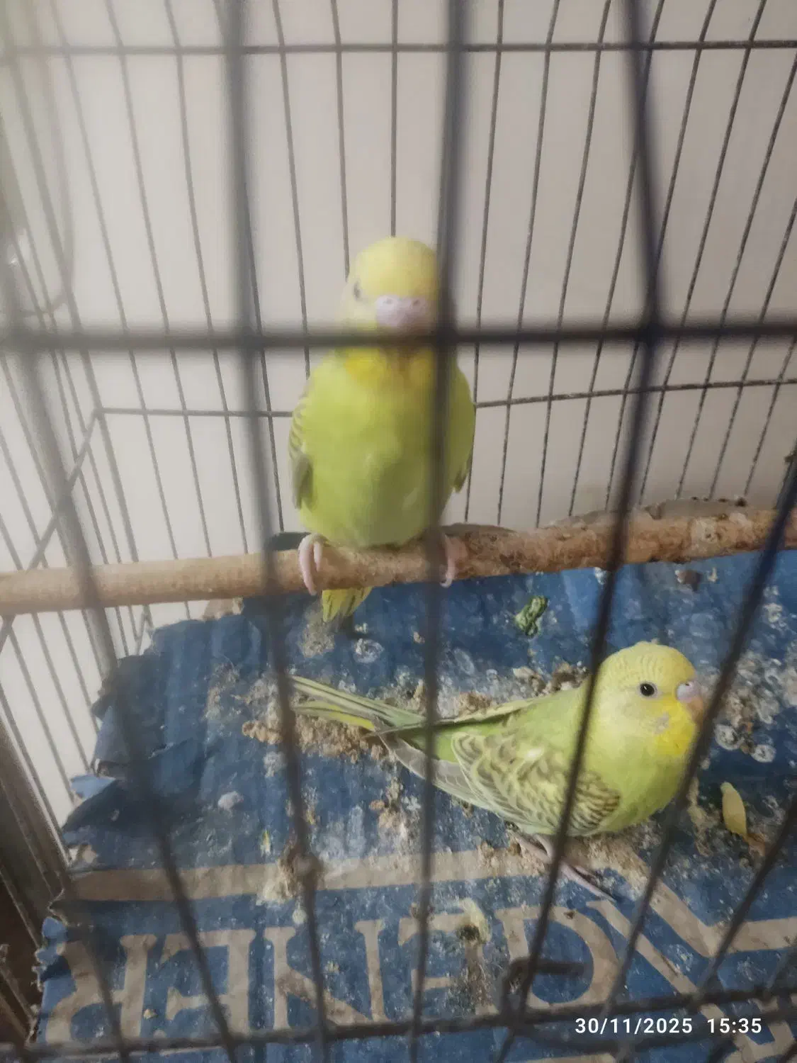 مرغ عشق|پرنده|سوسنگرد, |دیوار