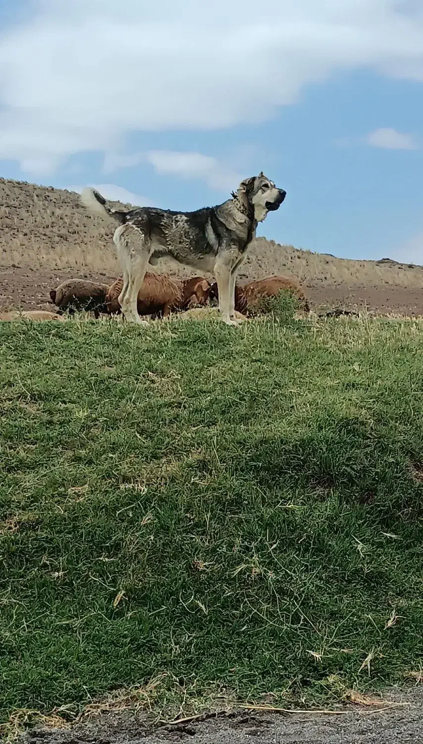 گمشده|حیوانات|ارشق, |دیوار