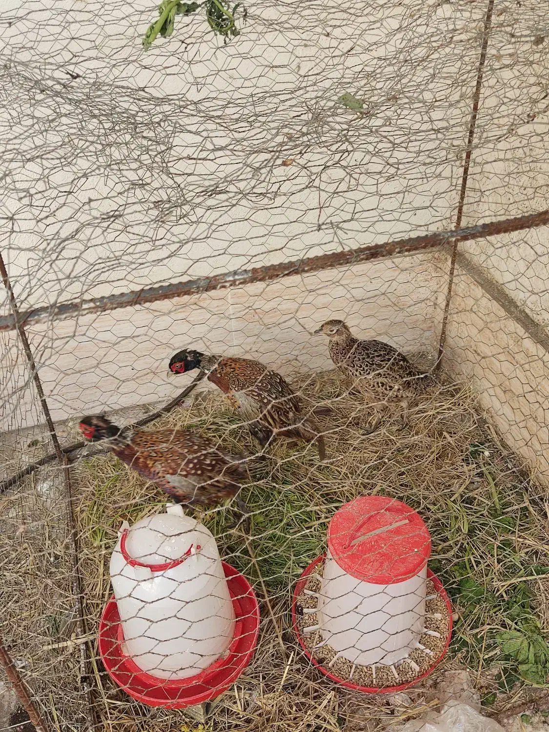 انواع سهره مرغ امریکایی|پرنده|رشت, پاره بیجار|دیوار