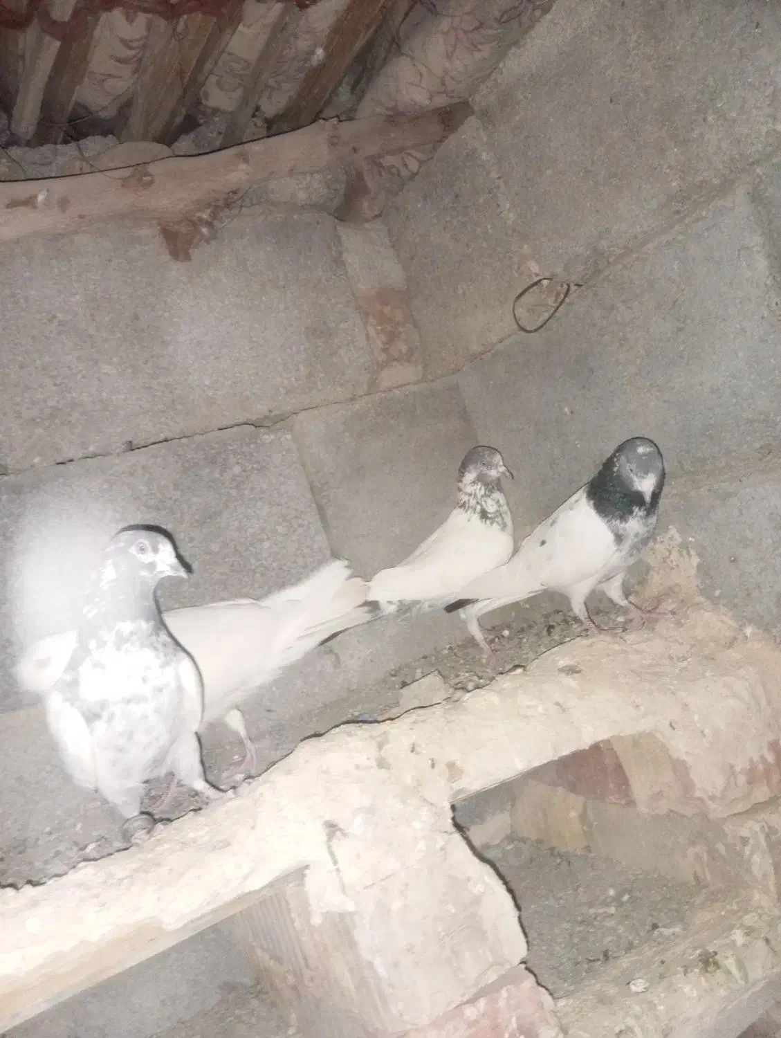 کبوتر پرشی|پرنده|ایرانشهر, |دیوار