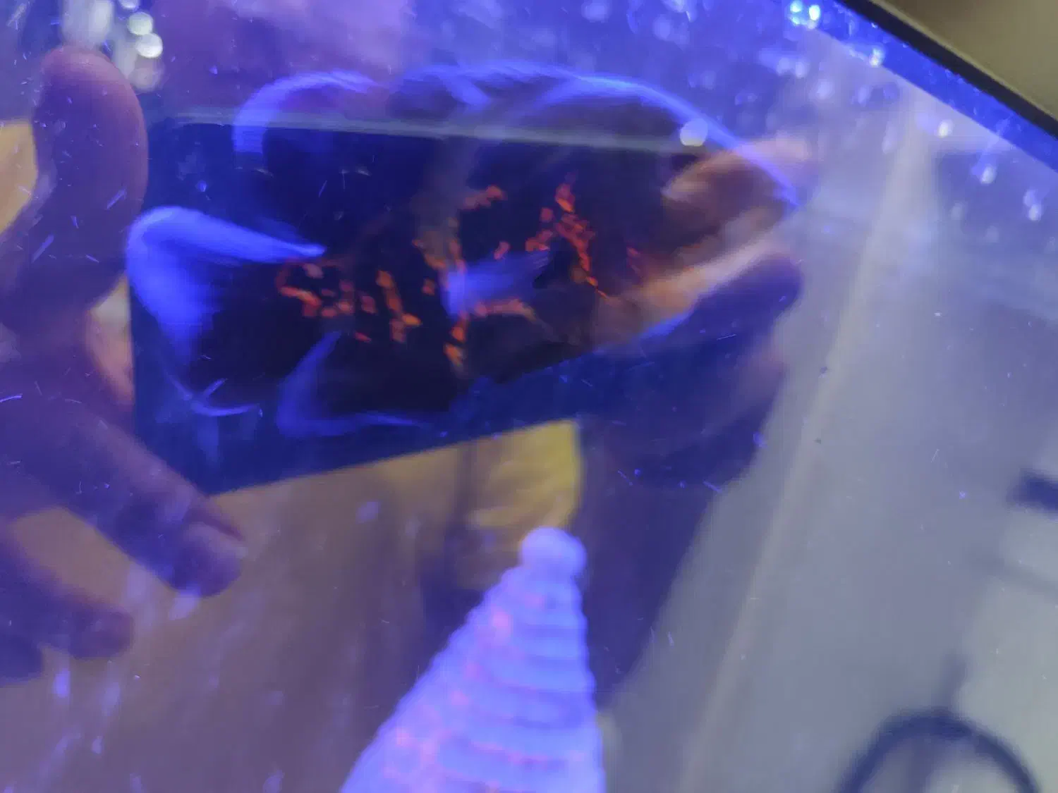 3عددماهی اسکار تایگر|ماهی|سنندج, |دیوار