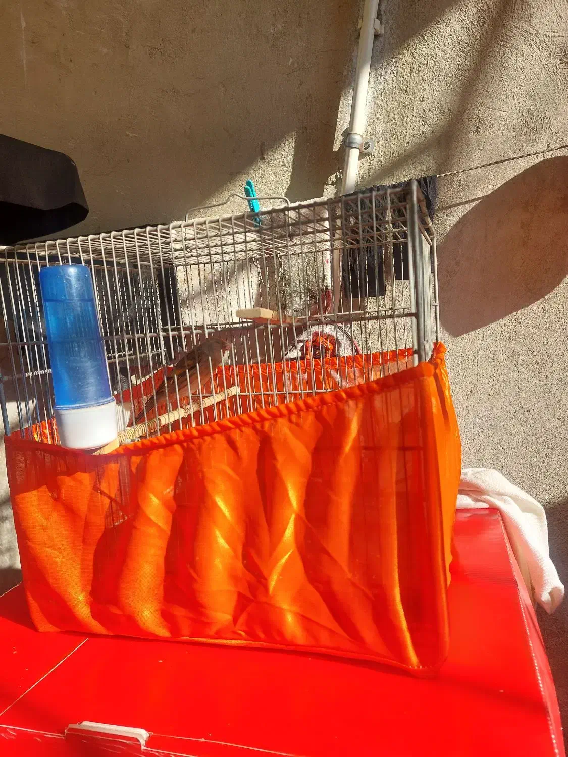 سره قناری بخون|لوازم جانبی حیوانات|پاکدشت, پاکدشت (مامازند)|دیوار