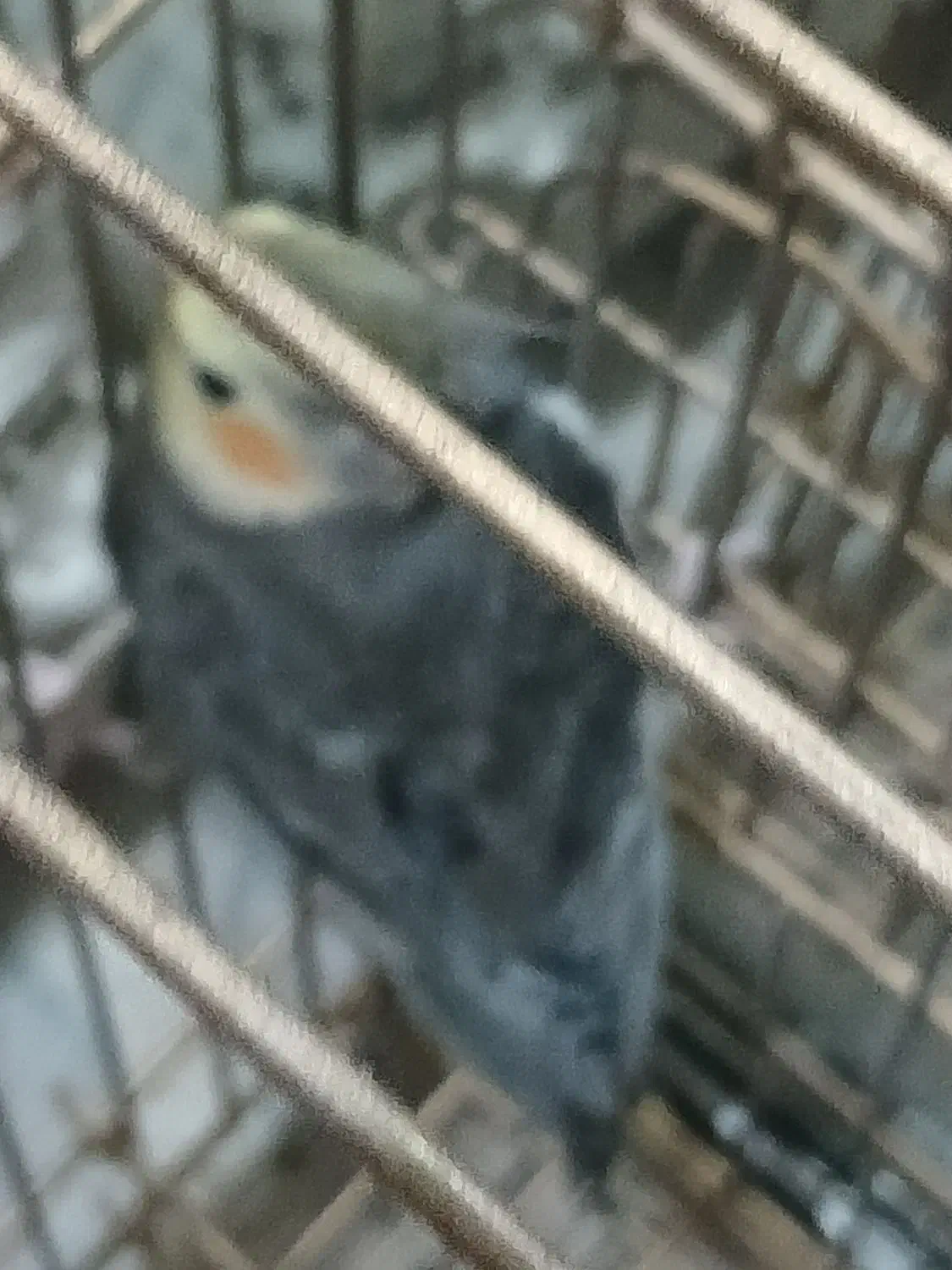 عروس هلندی|پرنده|تهران, شکیبا|دیوار