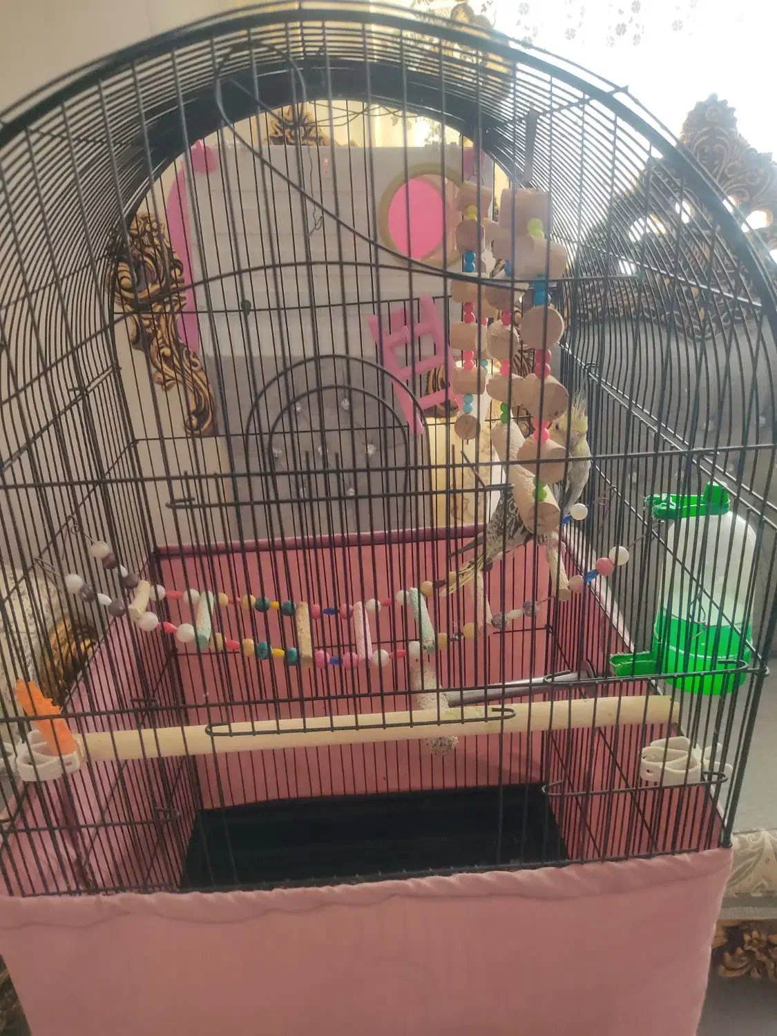 عروس هلندی|پرنده|مریوان, |دیوار