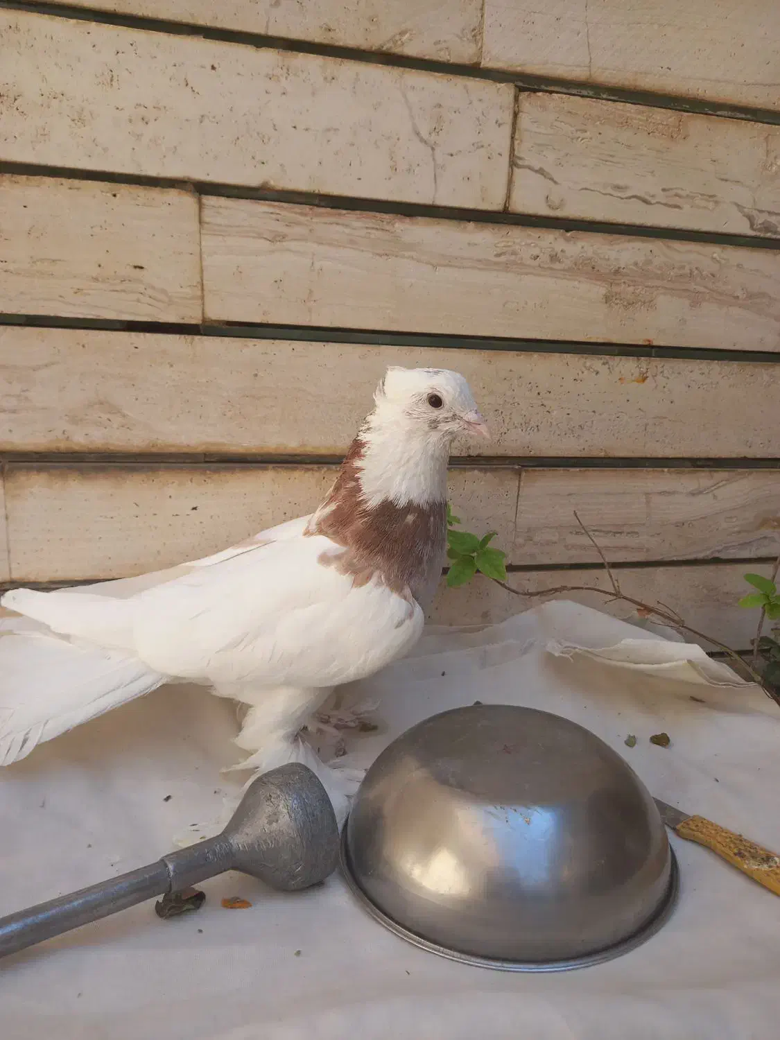 کفتر طوقی پاپر و کاکلی و سرور|پرنده|قم, لسانی|دیوار