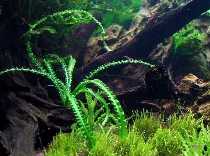 گیاه آکواریوم و پلنت|ماهی|تهران, میدان ولیعصر|دیوار