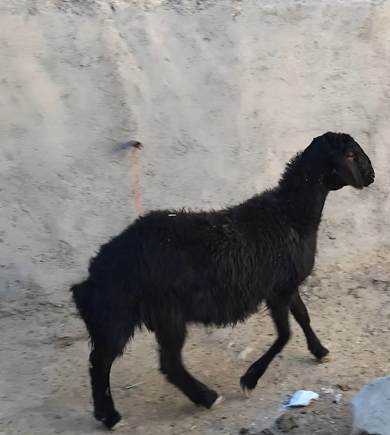 بره قوچ|حیوانات مزرعه|سردرود, |دیوار