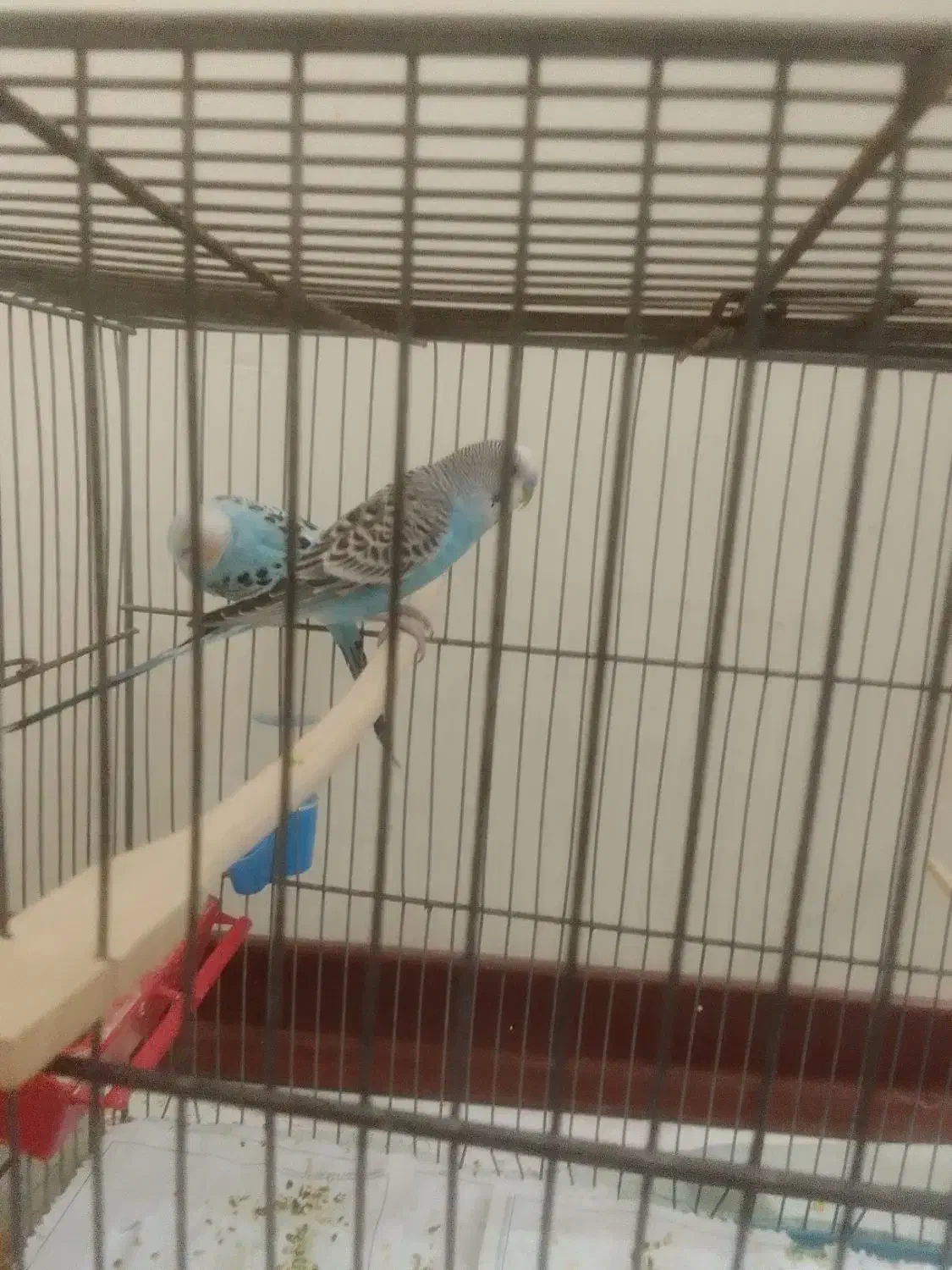 مرغ عشق|پرنده|تهران, امام حسین|دیوار