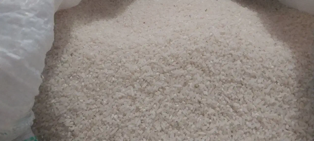 برنج هاشمی|حراج|لاهیجان, لفمجان|دیوار