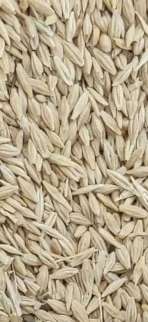 فروش۲تن جو ایرانی|حیوانات مزرعه|آباده, |دیوار