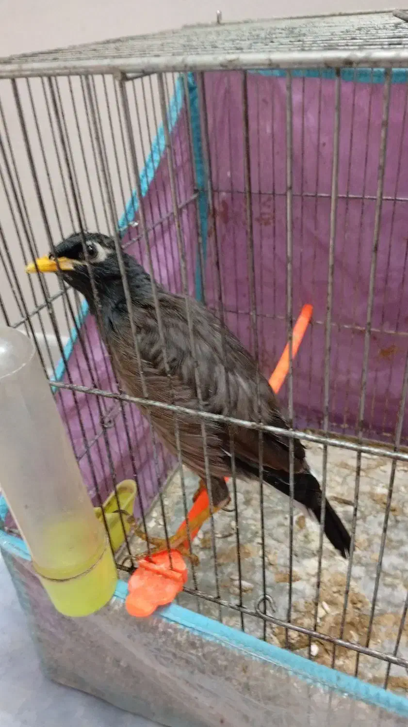 مینا دستی|پرنده|مشهد, امیریه|دیوار