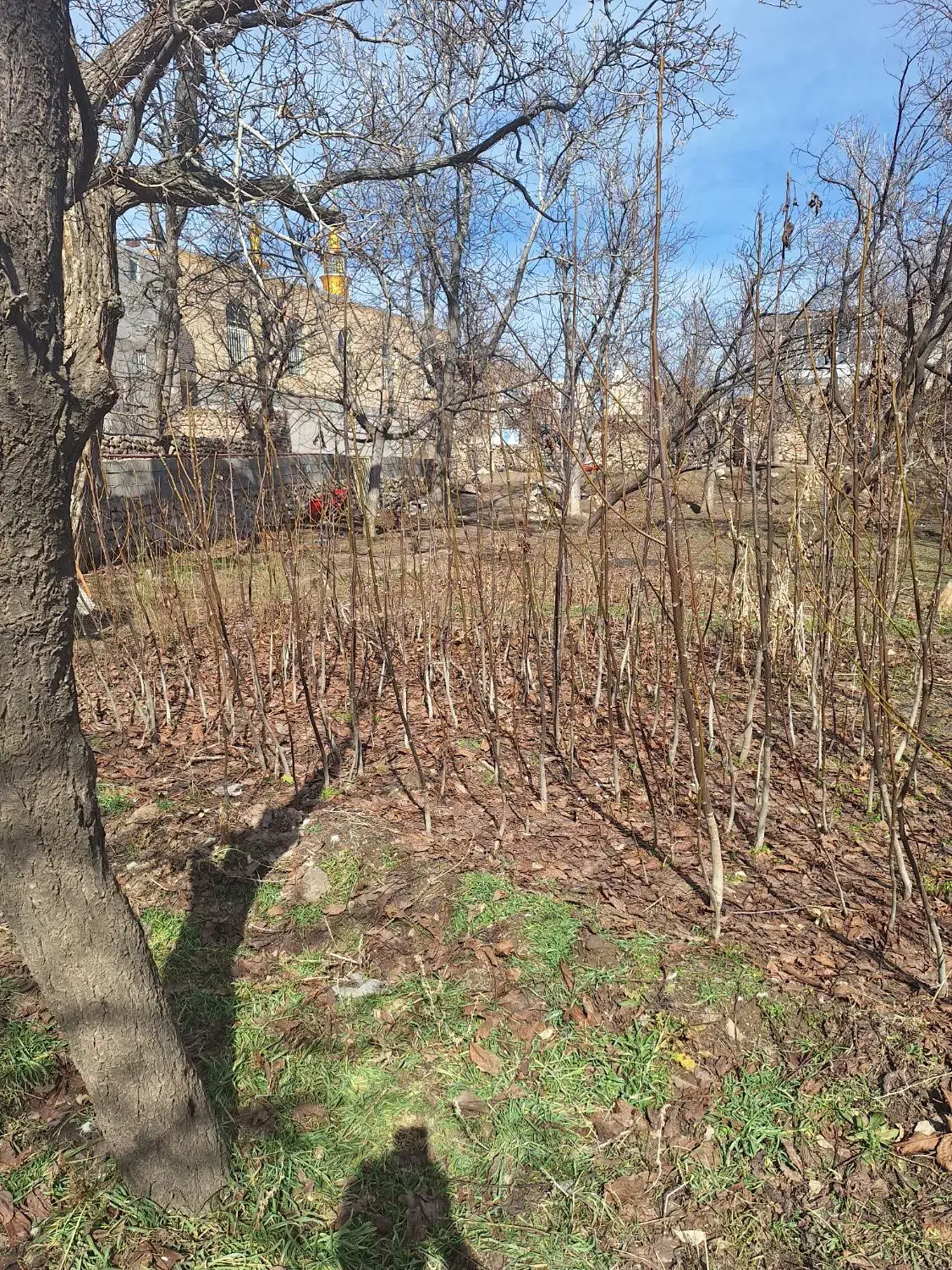 نهال گردو|خدمات باغبانی و درختکاری|سرولایت, |دیوار