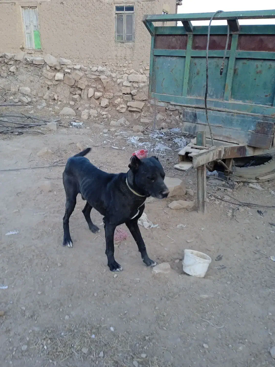 نگهبانی و گله|سگ|بجنورد, |دیوار