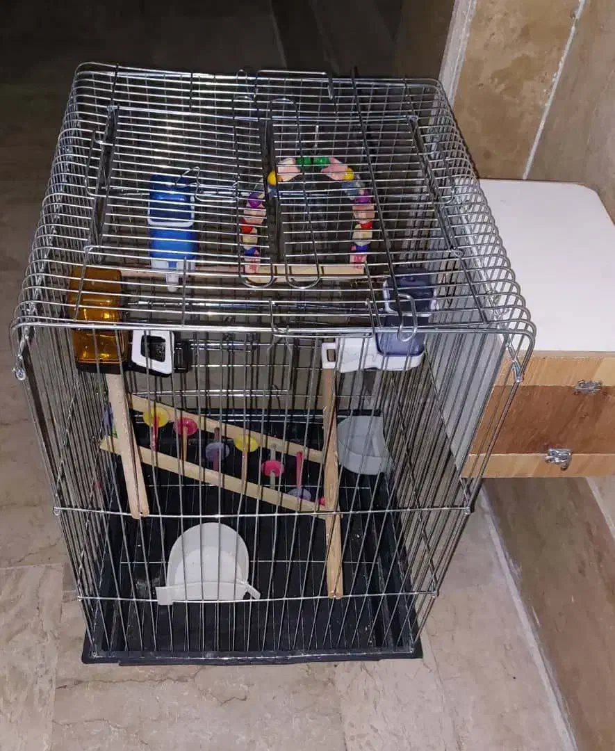 قفس عروس هلندی|لوازم جانبی حیوانات|تهران, گلستان (شهرک راه آهن)|دیوار