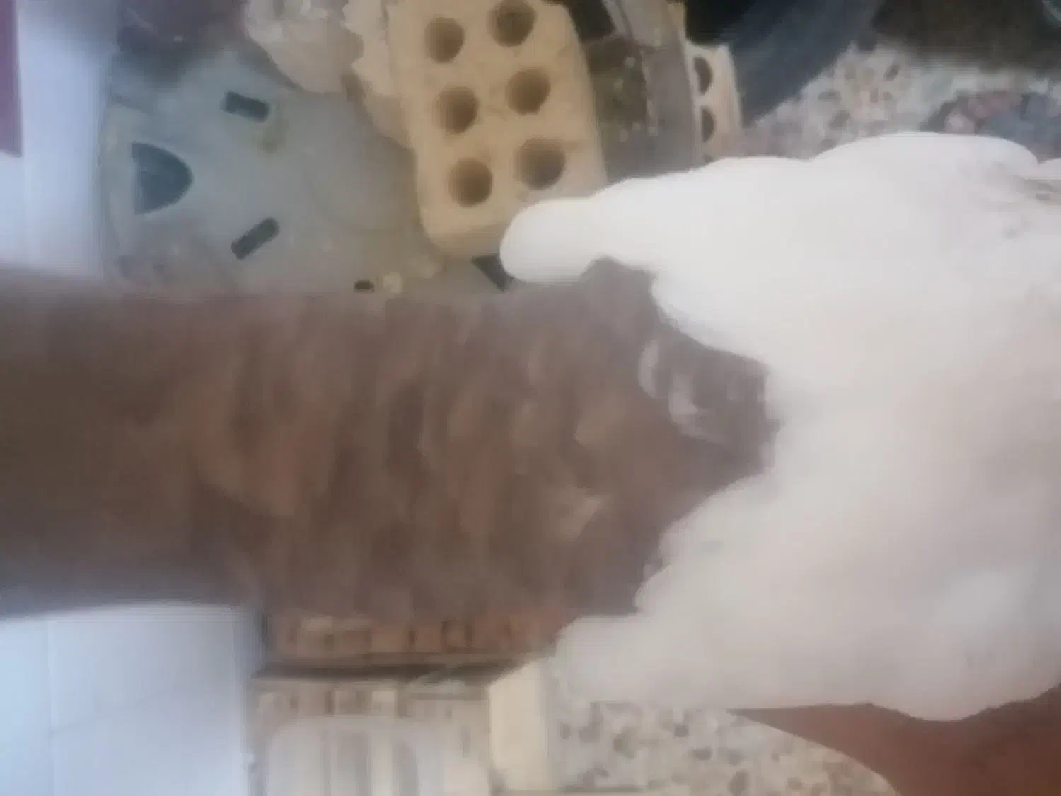 دم قهویی|پرنده|اهواز, کوی سعدی|دیوار