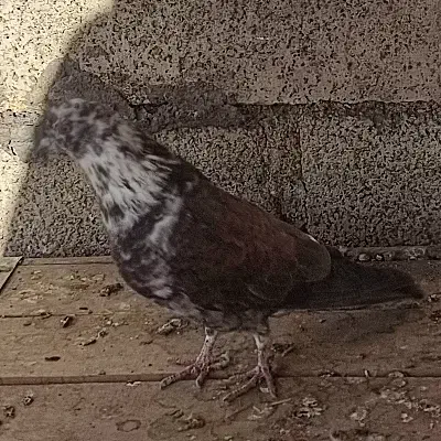 فروشی|پرنده|قره کهریز, |دیوار