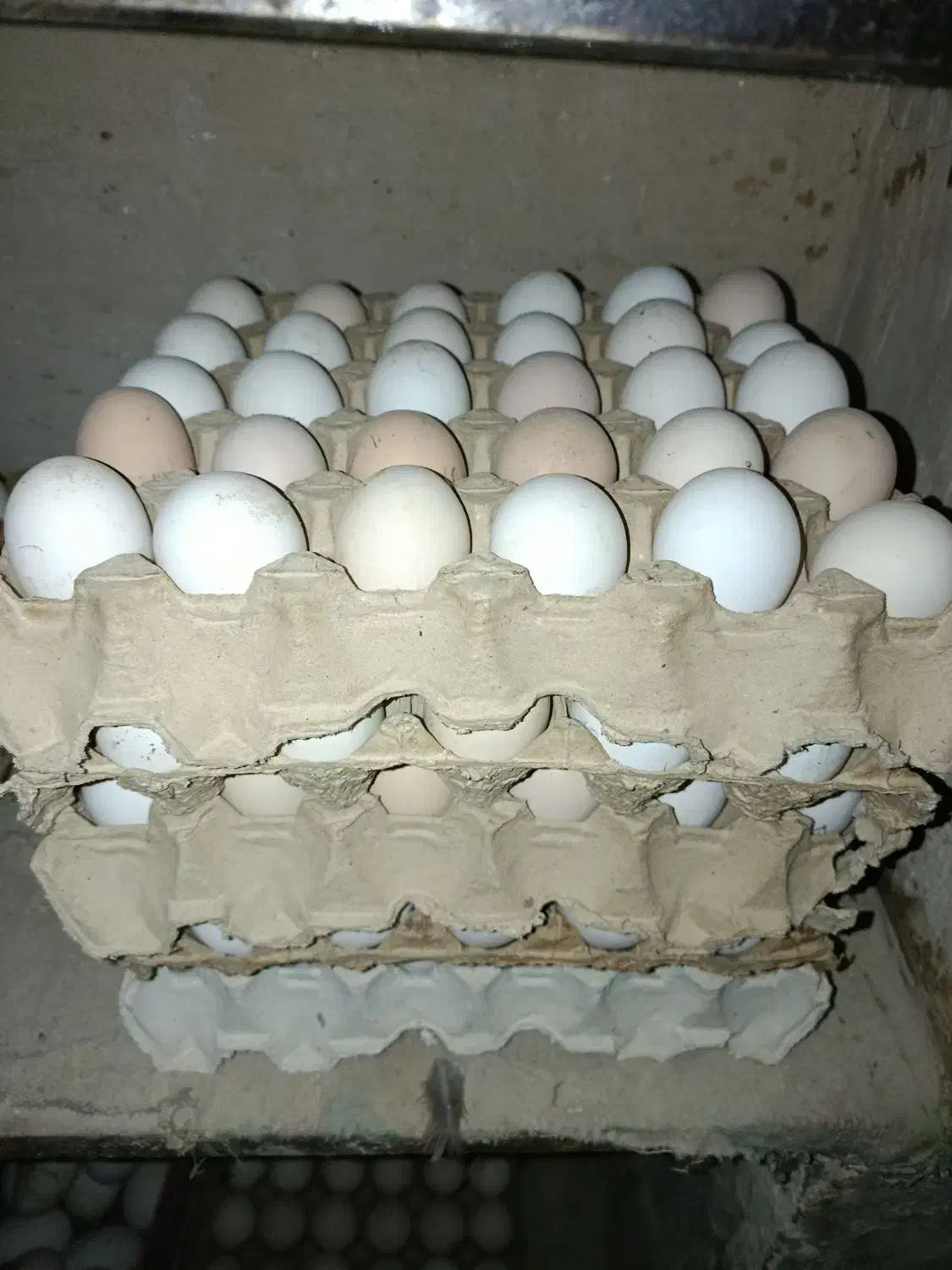 تخم مرغ رسمی،. تخم بوقلمون،|خوردنی و آشامیدنی|ساوه, |دیوار