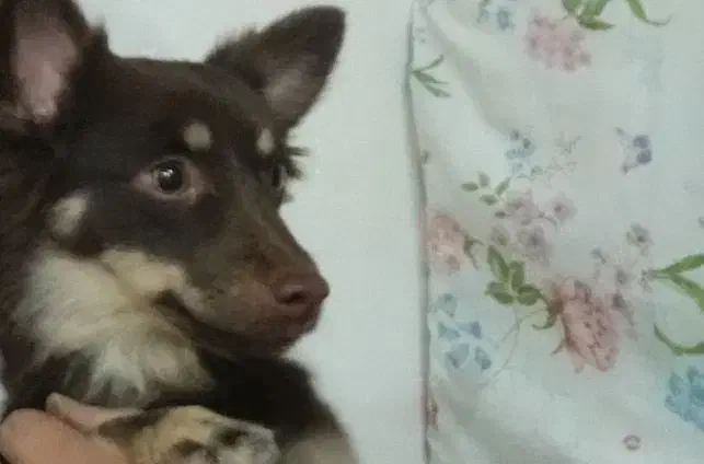 پاکوتایه گم شده در جاده تبریز|حیوانات|زنجان, |دیوار