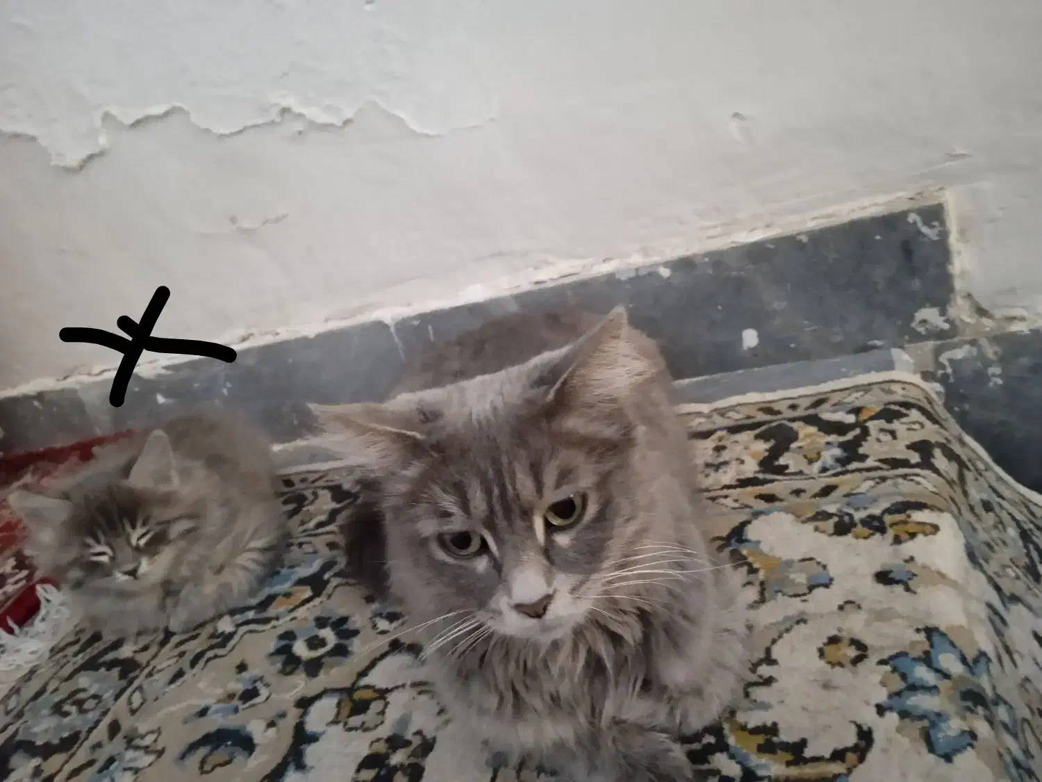 بچه گربه ملوس|گربه|سهند, |دیوار