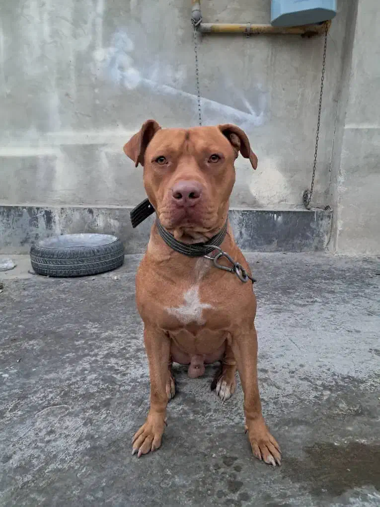 پیتبول|سگ|کرج, اسدآباد|دیوار