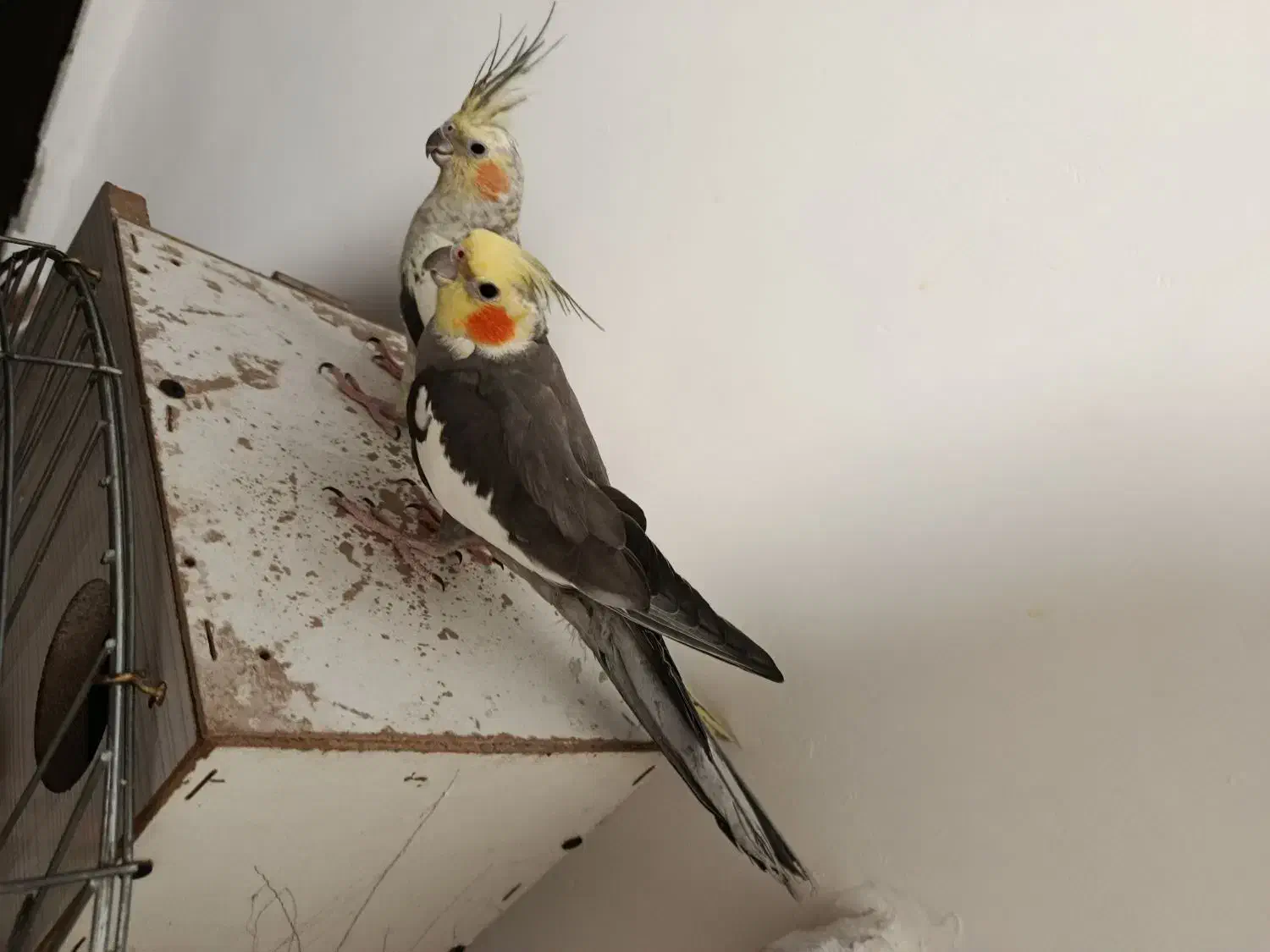 عروس هلندی فروش فوری|پرنده|تهران, قیطریه|دیوار