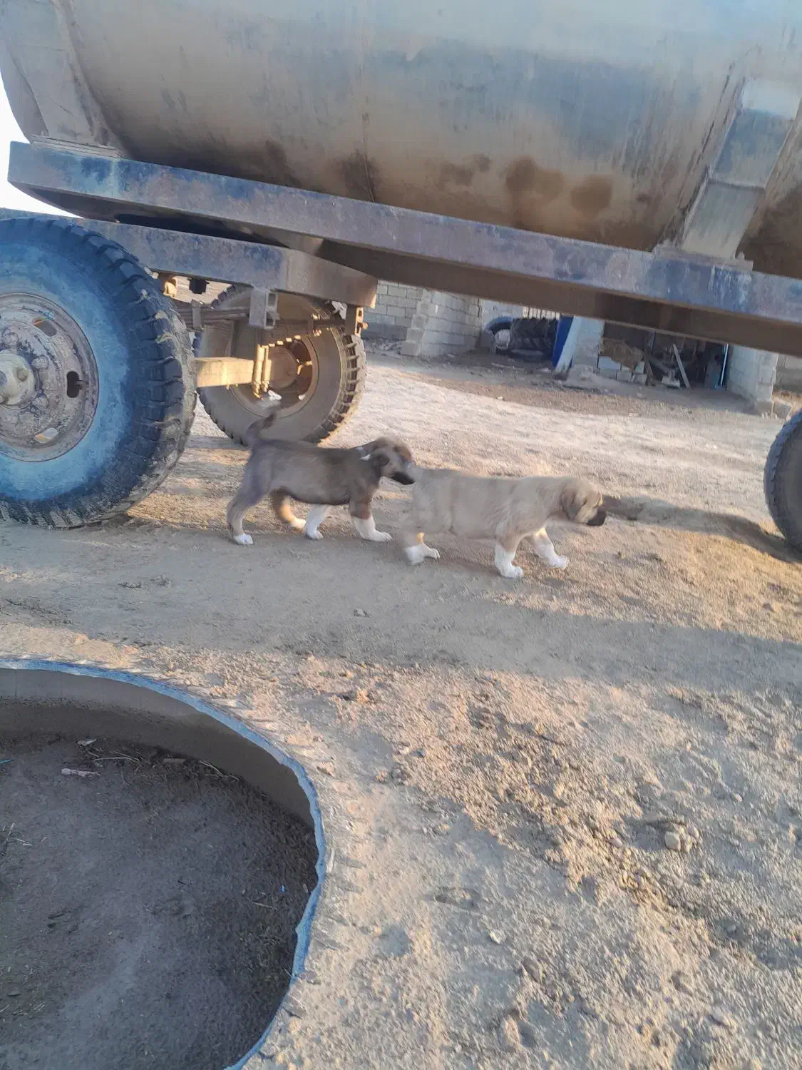 توله سرابی اصیل|سگ|آزادشهر, |دیوار