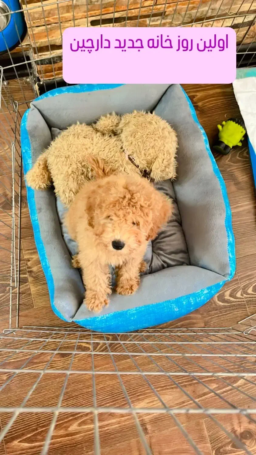 سگ پودل|سگ|شیراز, عفیف‌آباد|دیوار